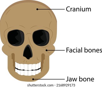illustration of skull head. on white background