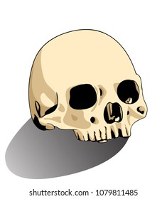 illustration skull of human