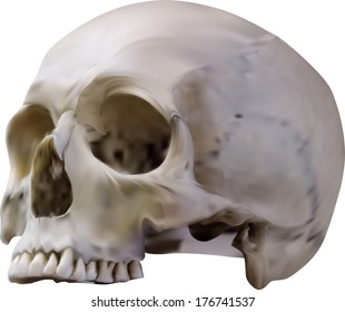 illustration with skull isolated on white background