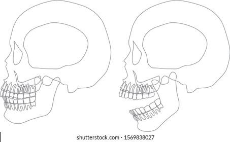
Illustration of skull line drawing.