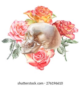 Illustration with skull and roses. Watercolor. Vector. Hand drawn.