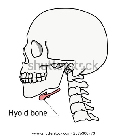Illustration of the skull sideways and the cervical vertebrae and hyoid bone