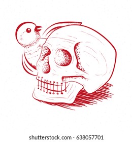 Illustration of the skull, skull sketch