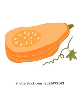 Illustration of a sliced butternut squash with seeds. Ideal for food, health, and harvest-themed designs, perfect for fall cooking, nutrition, and organic produce.