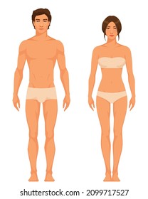 illustration of a slim athletic body type of adult man and woman. Healthy lifestyle or anatomy concept. Gender comparison. Young people in underwear. Cartoon character. Isolated.