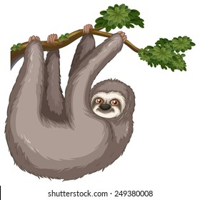 Illustration of a sloth hanging on a branch