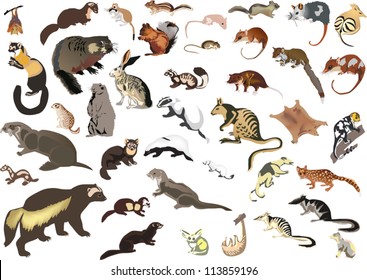 Illustration Small Animals Collection Isolated On Stock Vector (Royalty ...