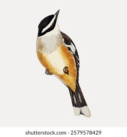 Illustration of a small bird with brown, white, and black feathers. The bird has a distinctive black mask and a white belly. Bird illustration on a plain background. Vintage bird illustration vector.