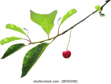 illustration with small cherry on green branch