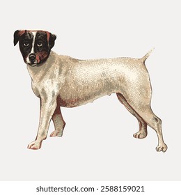 Illustration of a small dog with a white body and black markings on the face. The dog stands alert, showcasing its compact and sturdy build. Vintage animal illustration vector.