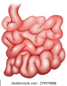 Illustration Of A Small Intestine