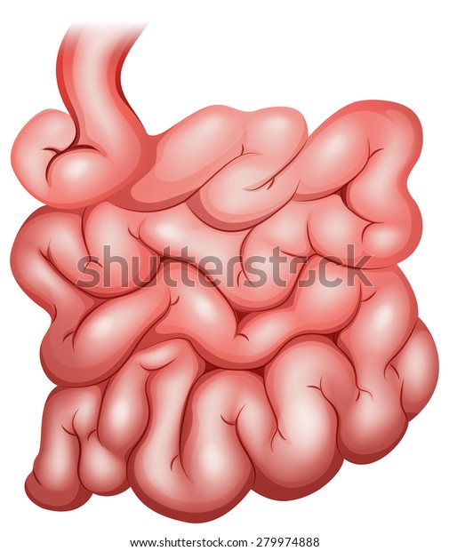 Illustration Small Intestine Stock Vector Royalty Free 279974888 