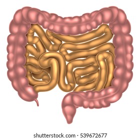 An illustration of the small and large intestines part of the digestive system