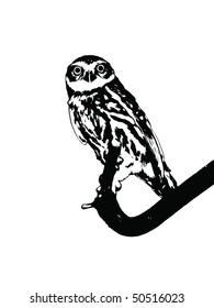illustration of small owl black and white
