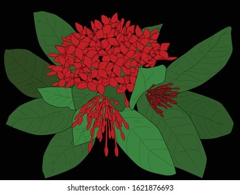 illustration with small red flowers isolated on black background