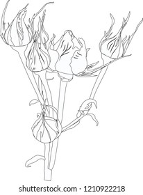 illustration with small rose sketch isolated on white background
