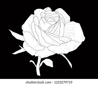 illustration with small rose sketch isolated on black background
