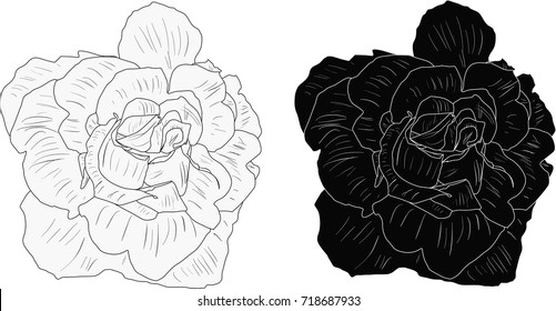 illustration with small rose sketches isolated on white background