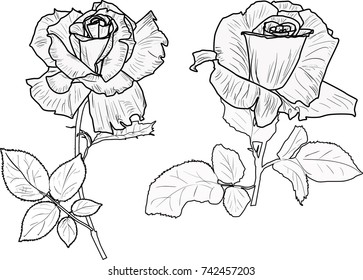 illustration with small rose sketches isolated on white background