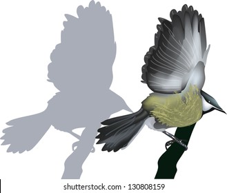 illustration with small tit isolated on white background