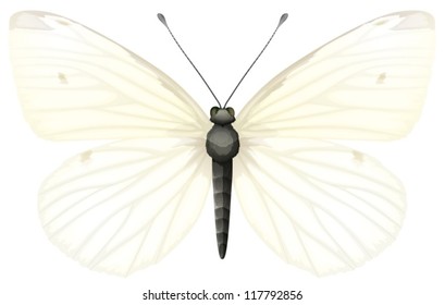 Illustration of Small White butterfly - Pieris rapae