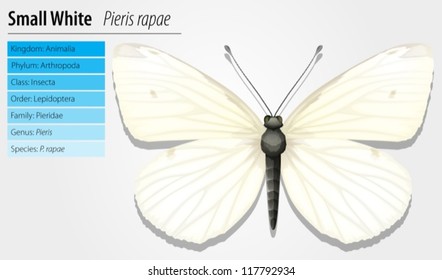 Illustration of Small White butterfly - Pieris rapae