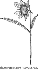 Eine Illustration der kleinen Bur-Ringelblume der Composite-Familie (Compositae). Dies nennt man auch Bidens cernua, Vintage-Linienzeichnung oder Gravur-Illustration.