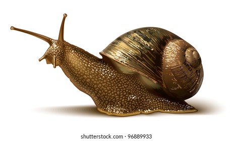 illustration of a snail