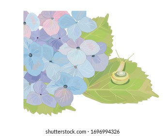 Illustration of snail on hydrangea.