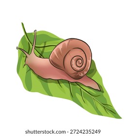 Illustration einer Schnecke auf einem Blatt ohne Hintergrund