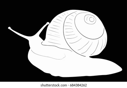 illustration with snail sketch isolated on black background