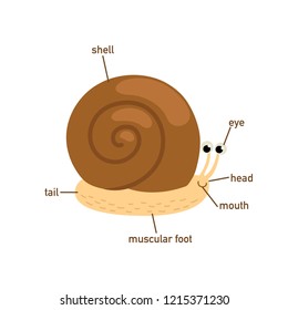 Illustration of snail vocabulary part of body.vector