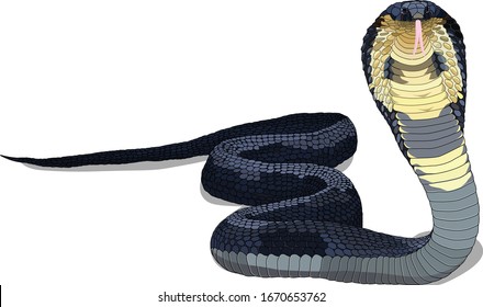 Illustration of Snake cobra vector
