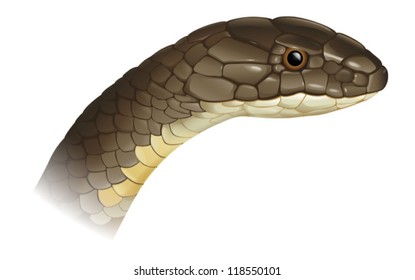 Illustration of a snake head (profile)
