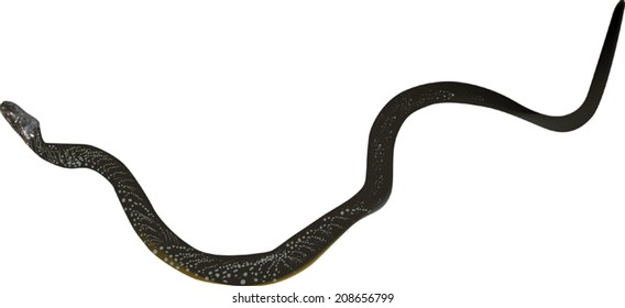 ilustración con serpiente aislada en fondo blanco