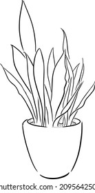 Illustration Of Snake Plant In Black And White. Line Drawing Of Mother In Law's Tongue Plant.