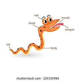 illustration of snake vocabulary part of body vector