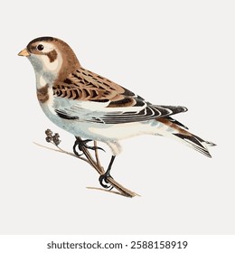 Illustration of a snow bunting perched on a branch. The snow bunting features brown and white plumage. Snow bunting in profile view, showcasing detailed feathers. Vintage bird illustration vector.