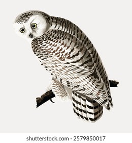 Illustration of a snowy owl perched on a branch. The snowy owl has striking white feathers with brown markings. The owl's eyes are bright yellow. Vintage bird illustration vector.