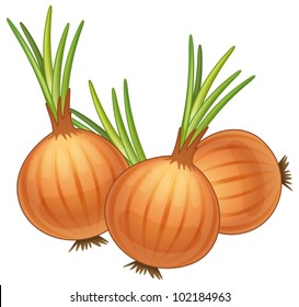 illustration of some brown onions