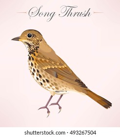 Illustration of song thrush