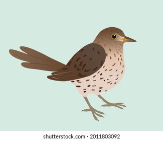 
An illustration of a song thrush. The background is pale green. The bird is cut out.