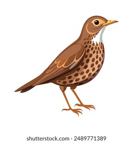 Illustration of song thrush bird on white