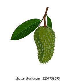 Illustration of soursop fruit with leaves, stalks and twigs. Vector.