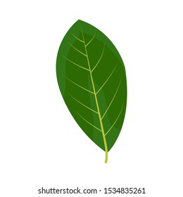 illustration of soursop leaf in green color with isolated white background, theme image of fruit plant leaves.