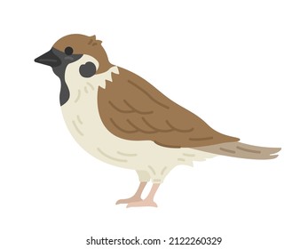 Illustration of a sparrow seen from the side.