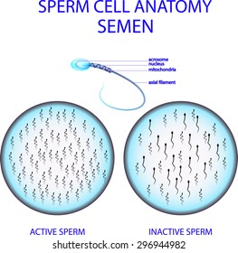 Illustration Sperm Cell Anatomy Semen Stock Vector (Royalty Free ...