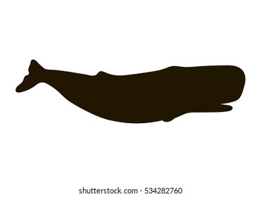  Illustration of sperm whale isolated on white background. Realistic proportions