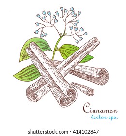 Illustration spice cinnamon stick.