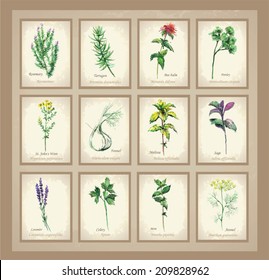 Illustration Spicy and curative herbs. Collection of fresh herbs. Icon.                                       